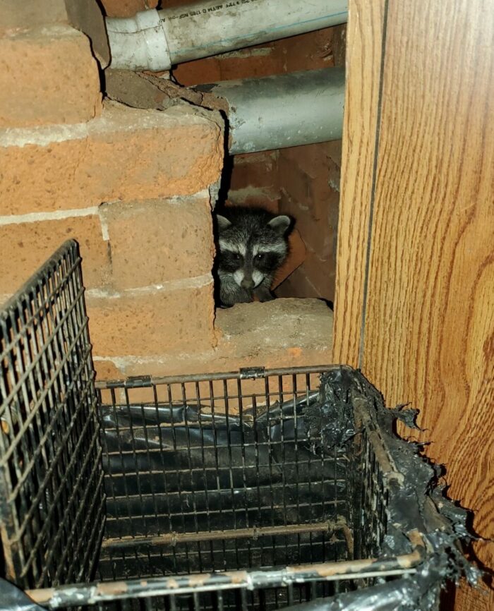 A raccoon behind a brickwork wall with a trap sitting in front