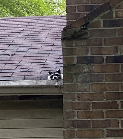 A raccoon poking its head out from a gutter next to a chimney 