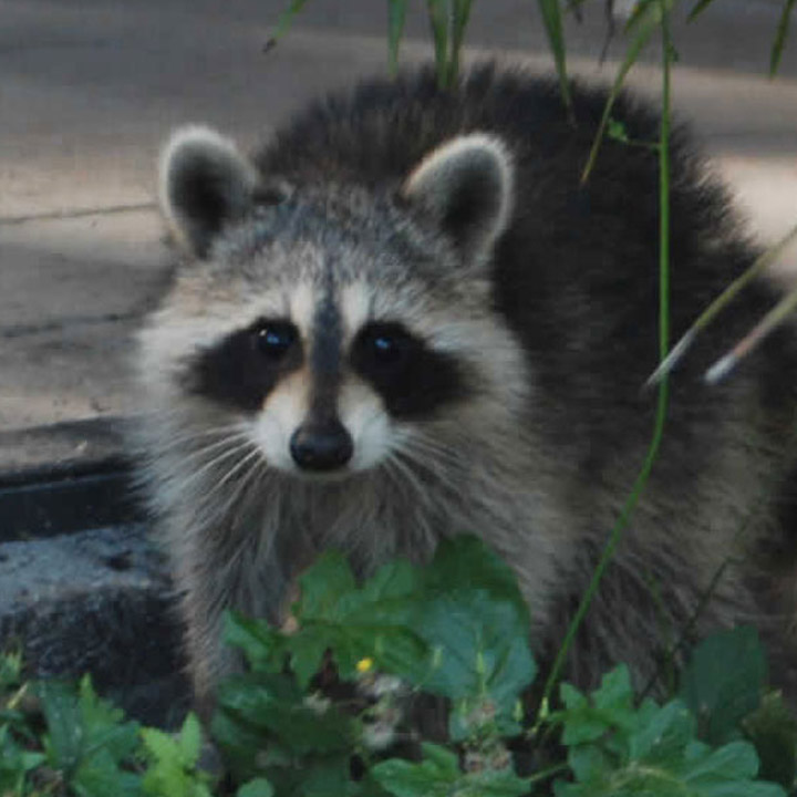 A raccoon standing in clover looking at the camera