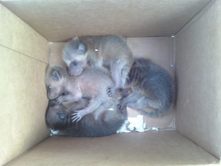 A cardboard box with 4 very young raccoons huddled together
