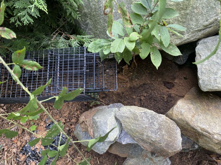 A raccoon trap nestled between rocks