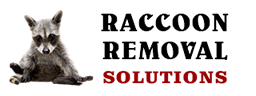 Site logo: A raccoon sitting next to the text Raccoon Removal Solutions